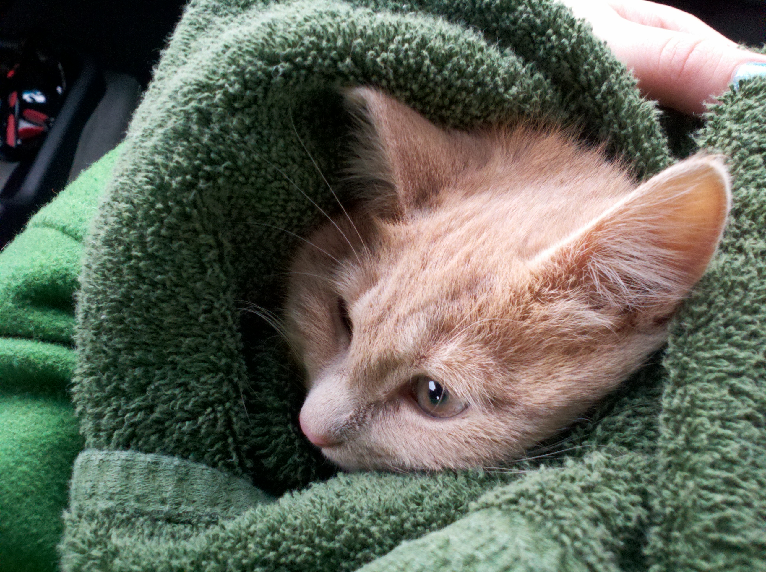 Tan cat in green blanket