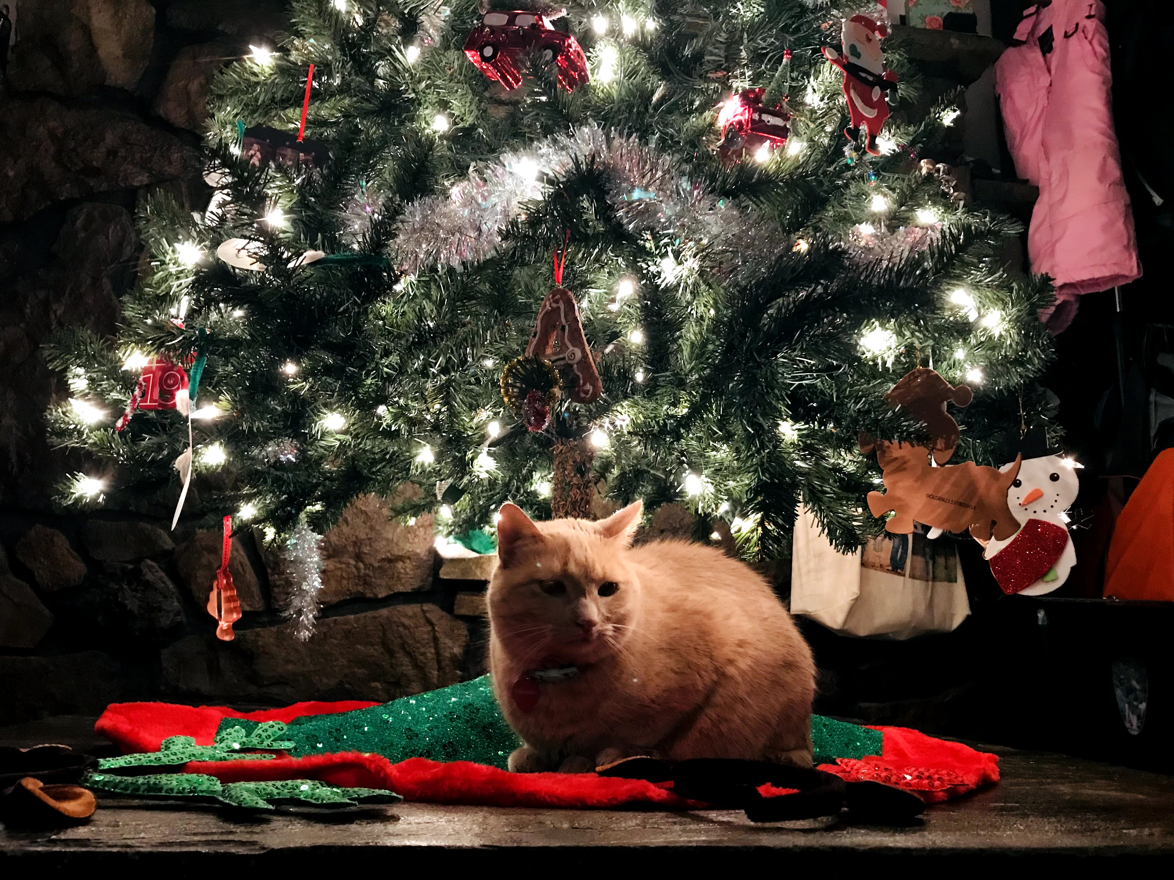 Cinnamon 2012 - 2023